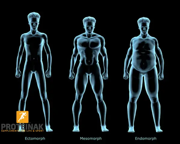 انواع الجسم الثلاثة: اندرومورف - ميزومورف - اكتومورف.