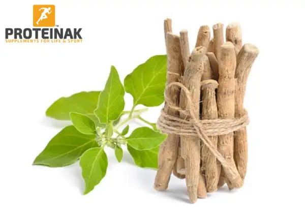 عشبة الاشواجندا: الفوائد والأضرار وطريقة الاستعمال اشواجندا