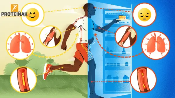 تأثير الانقطاع عن التمرين على لاعبي كمال الأجسام The effect of stopping exercise on bodybuilders
